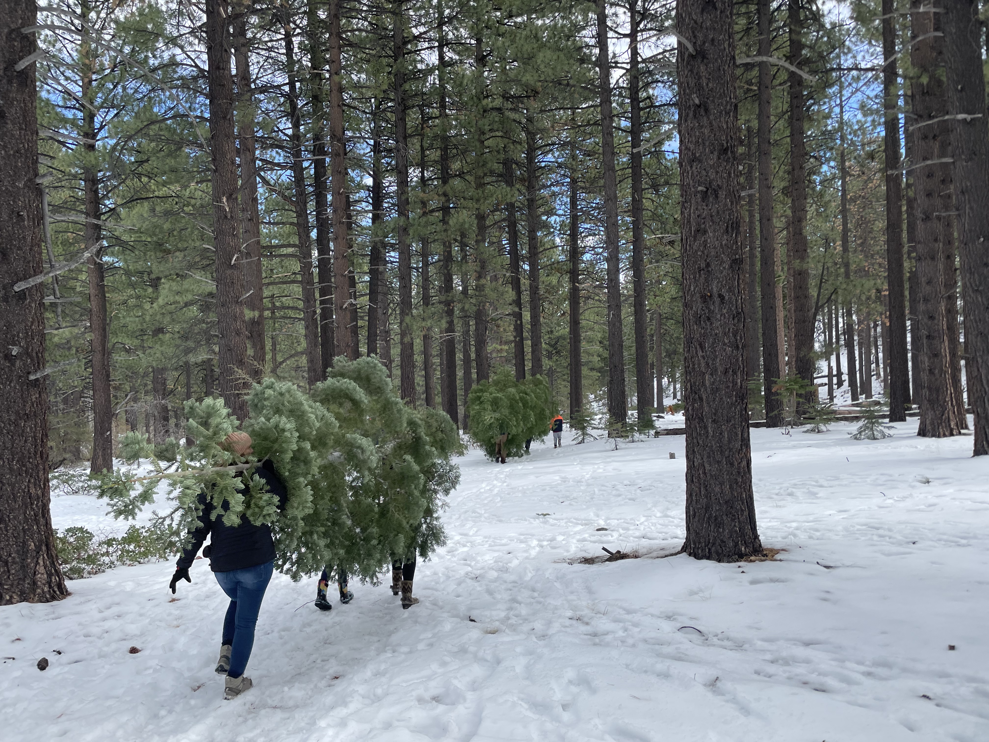 Hiking out Christmas trees in the forrest