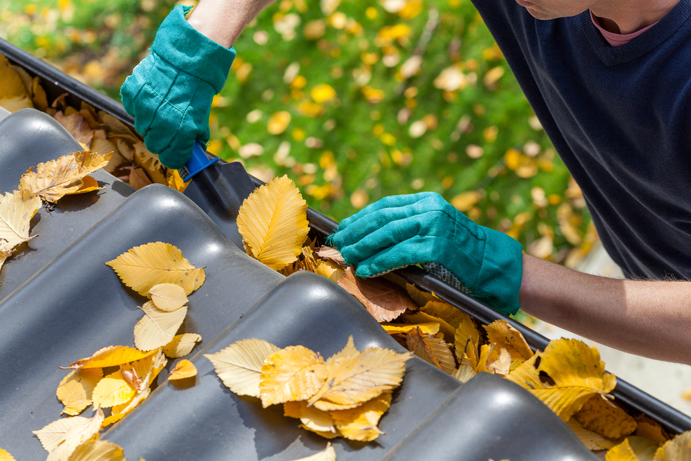 Fall leaves in house gutter and someone cleaning them out. 
