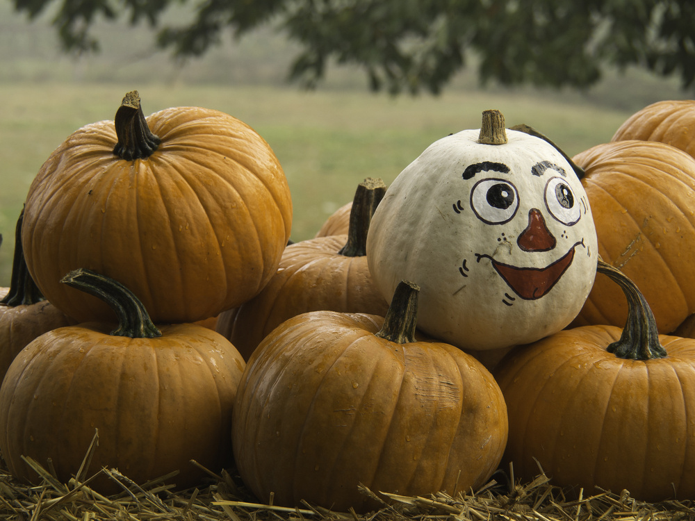 Group of pumpkins. White pumpkin with painted face.